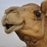 KJelles The Camel